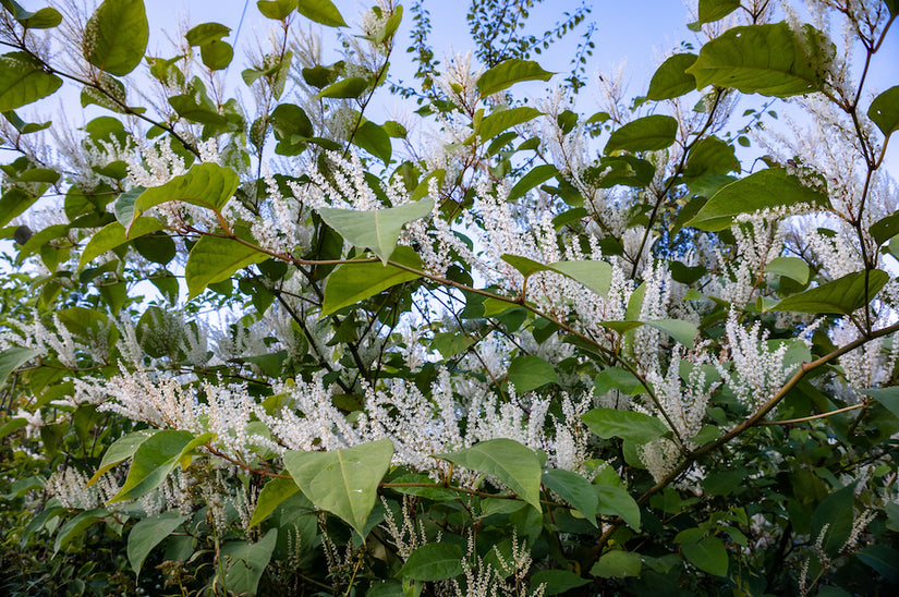 bloemwilg-itea-virginica-struik.jpg