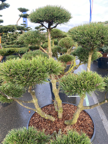 bonsai-boom-buiten-pinus-gnom.jpg