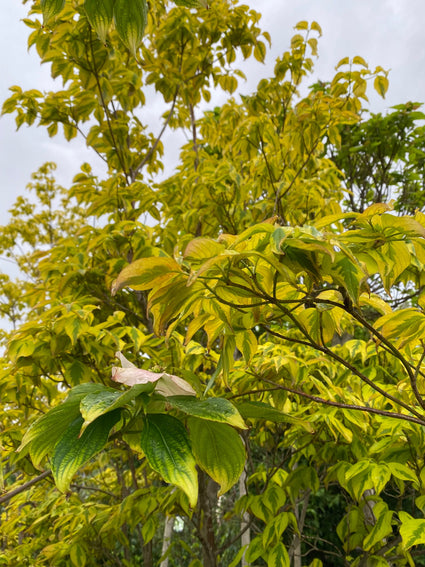 bonte-cornus-kornoeljeboom.jpg