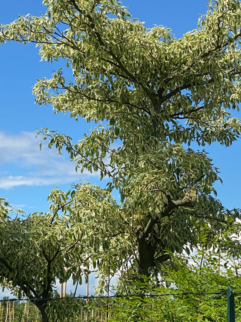 Bonte reuzenkornoelje - Cornus controversa 'Variegata'