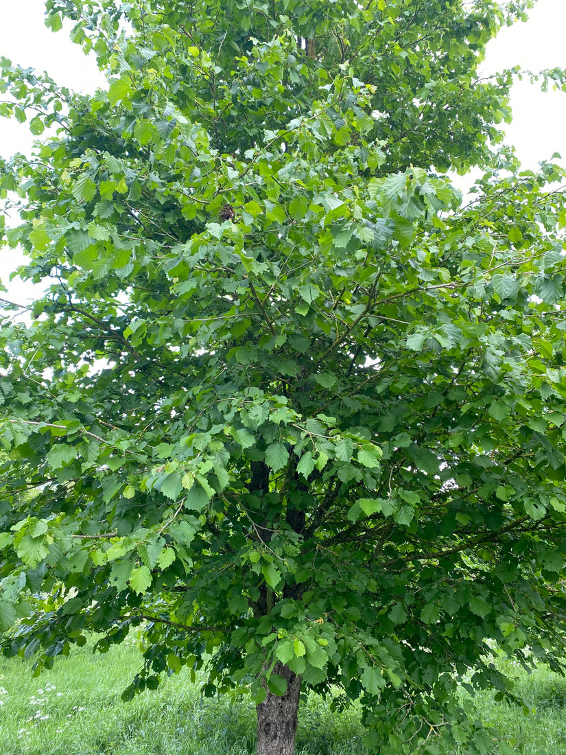 Boomhazelaar - Corylus colurna