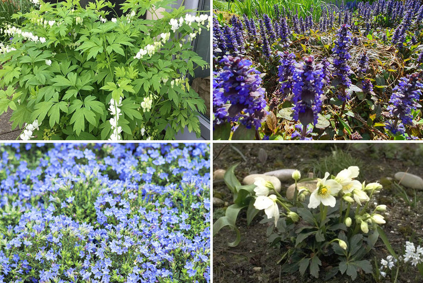 Borderplan Annet - Vaste planten borderpakket - vroegbloeiende tuinplanten