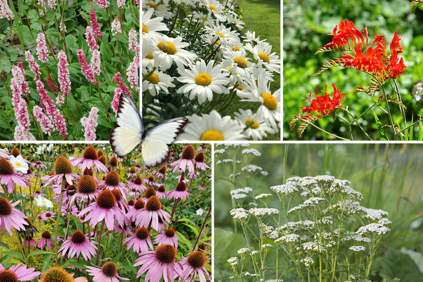 Rood wit kant en klare border