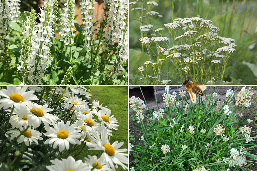 Wit borderpakket bijenplanten