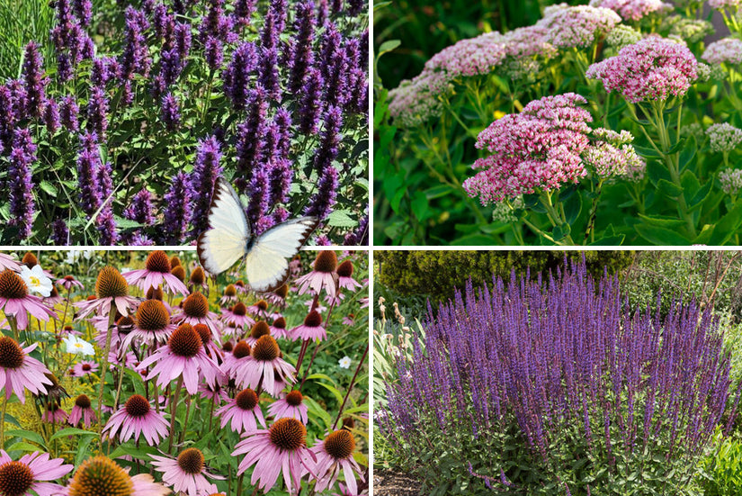 Schitterende borderplanten borderpakket vlindertuin