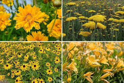 Borderplan Janneke - Vaste planten borderpakket - Geel - Zon