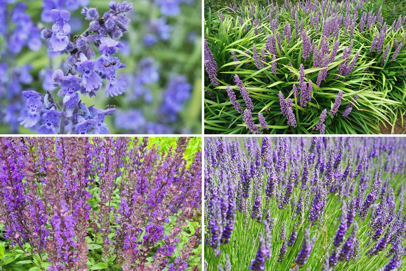 Borderplan Milou - Vaste planten borderpakket - Paars - Zon