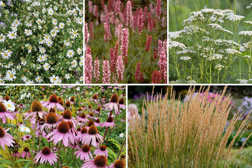 Borderplan Mirthe - Vaste planten borderpakket - Prairietuin