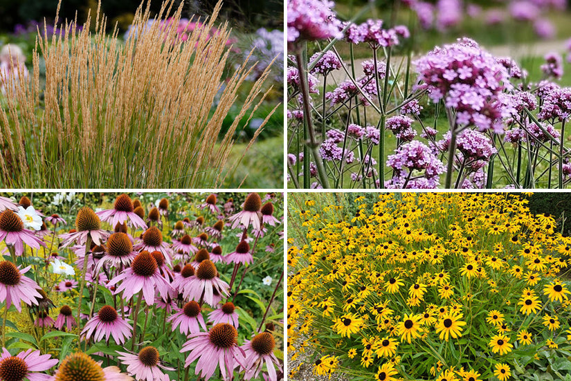 Prairieborder vaste planten paars rood geel siergras