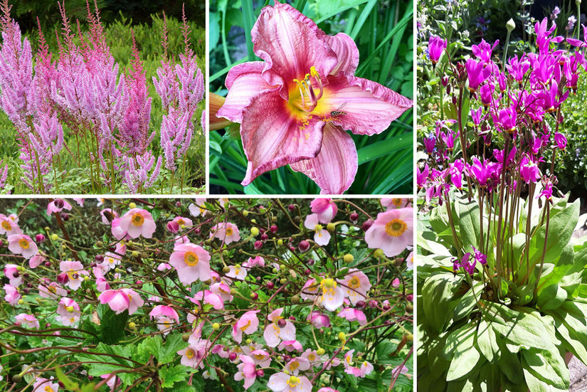 Borderplan Tess - Vaste planten borderpakket - Roze - Halfschaduw