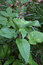 bosandoorn-Stachys-sylvatica.jpg