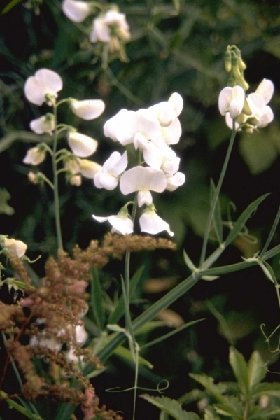 brede lathyrus