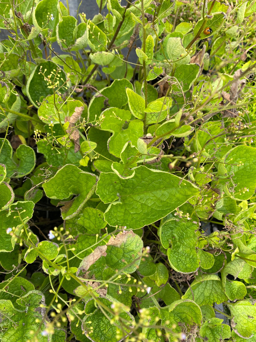 brunnera microphylla vaste plant