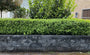 buxus haag plant