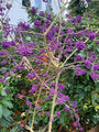 callicarpa lila besjes