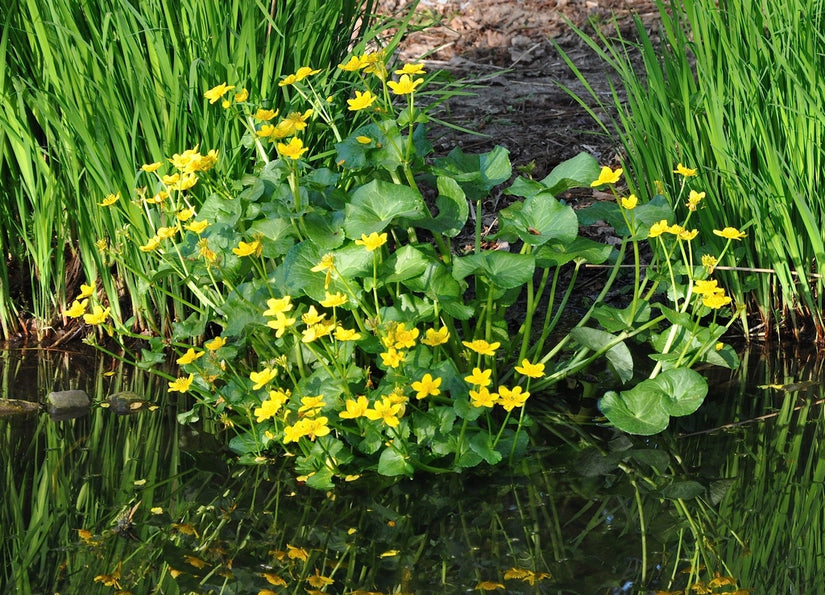 Caltha palustris