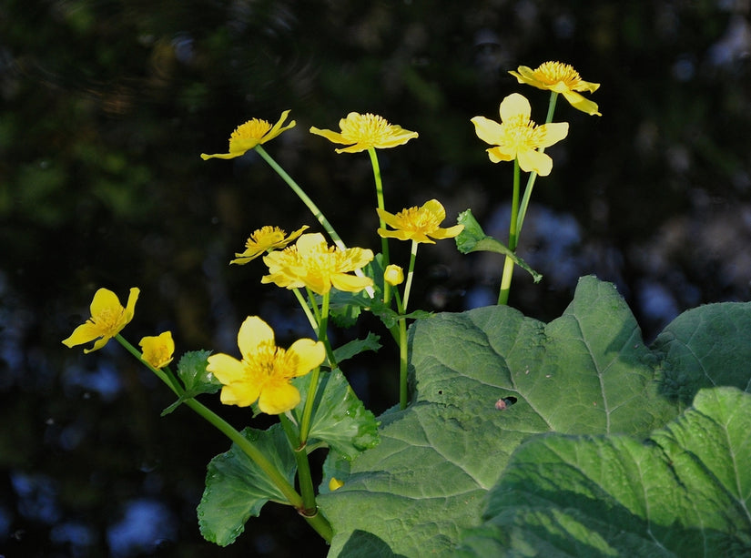 Caltha palustris