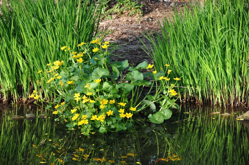 Caltha palustris