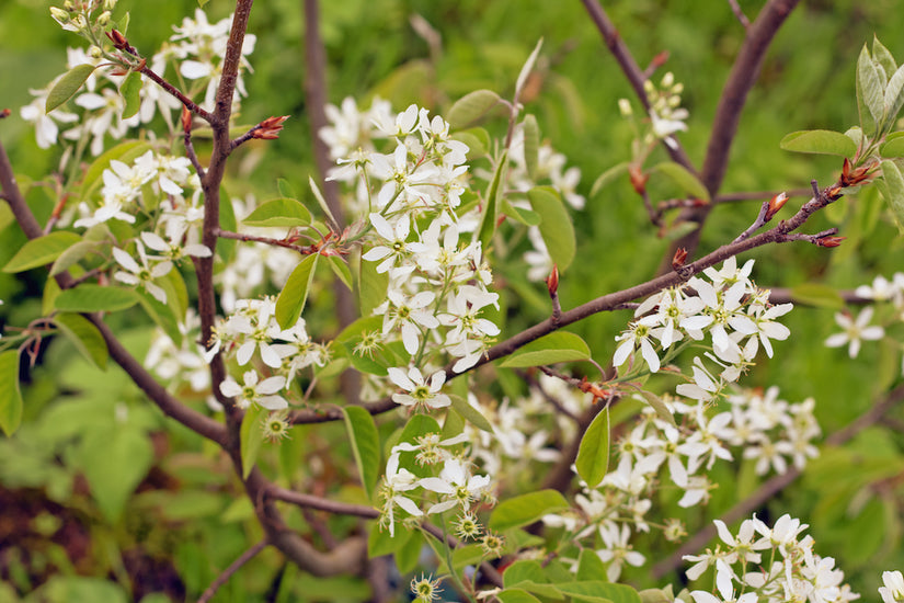 Canadese krentenboom - Amelanchier canadensis - Bloei