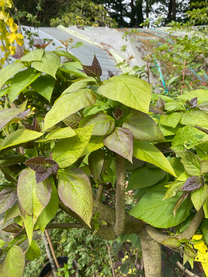 Catalpa bignonioides 'Nana'