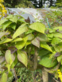 Catalpa bignonioides 'Nana'