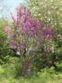 Cercis Chinensis 'Avondale'