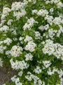 Choisya Ternata witte bloemen