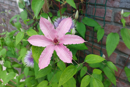 Bosrank - Clematis 'Hagley Hybrid'