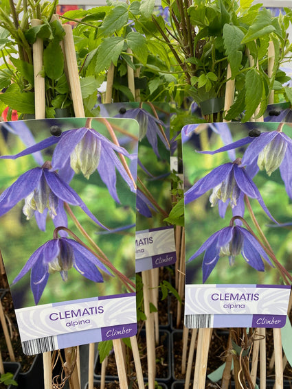 clematis-alpina.jpg