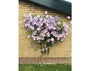 clematis-blue-angel.webp