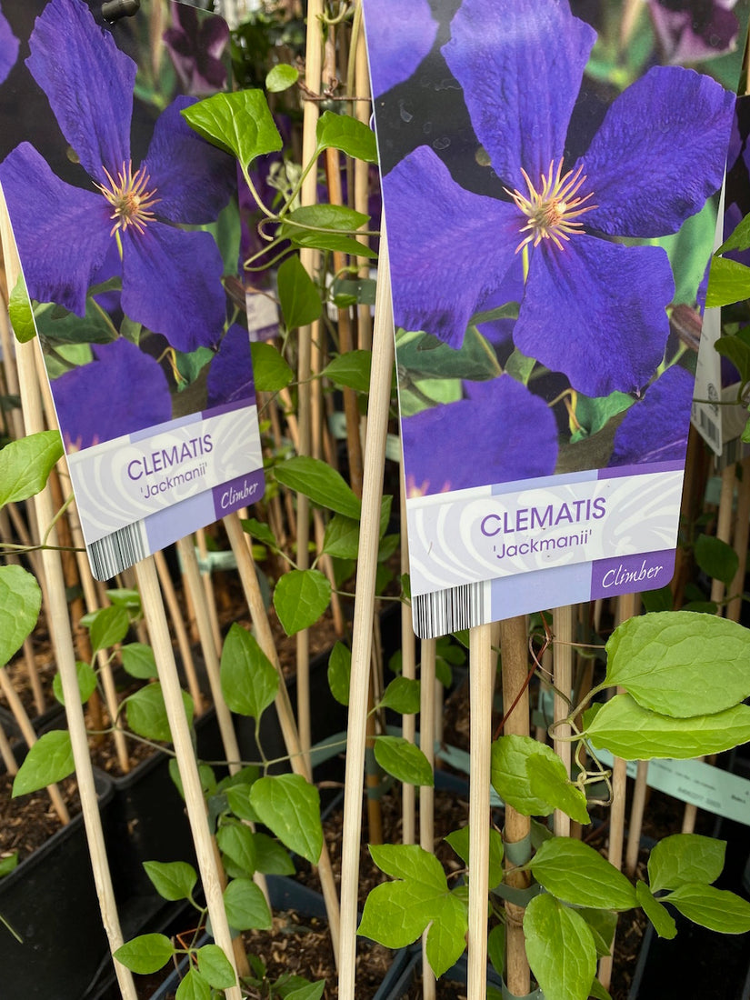 clematis-jackmanii.jpg