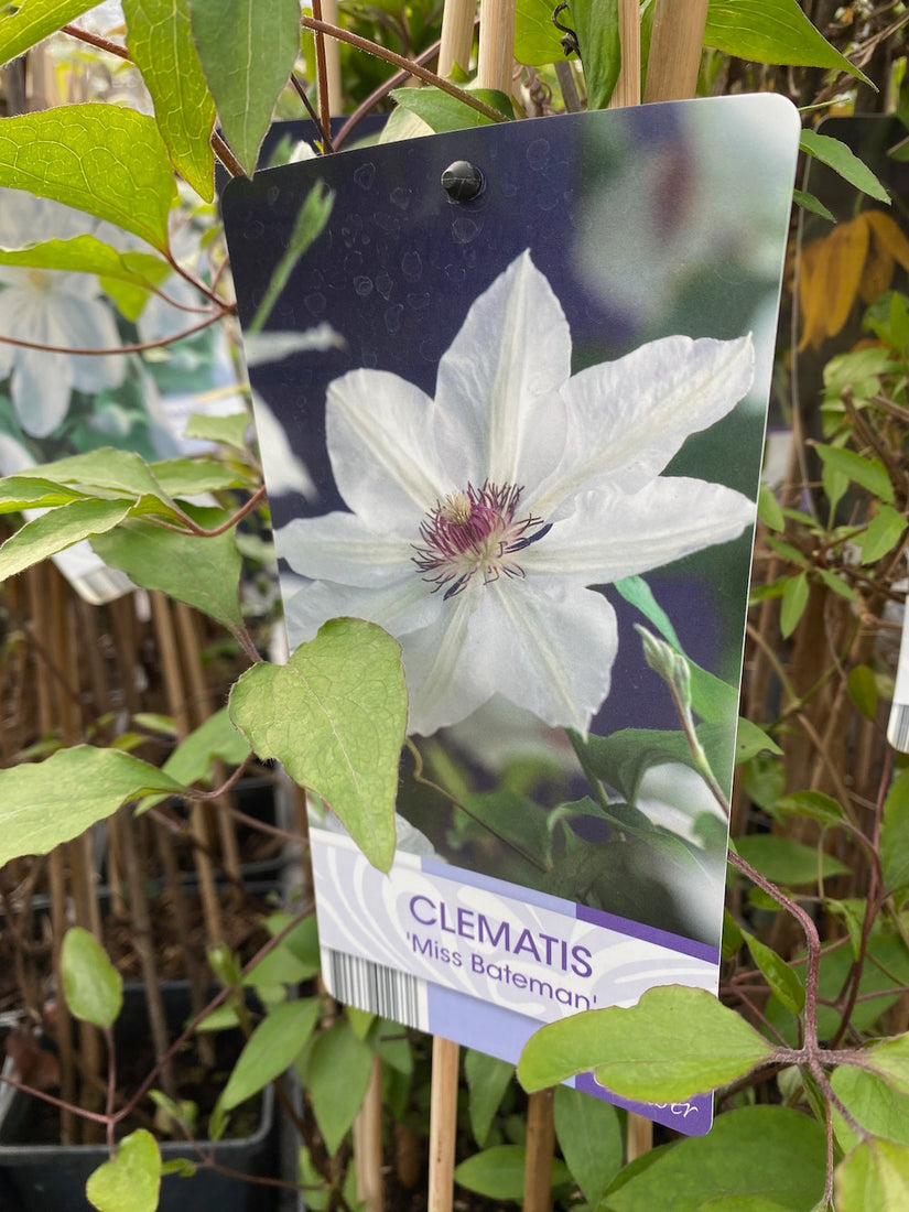 clematis-miss-bateman.jpg