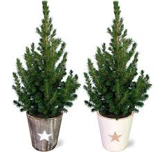 conica spar minikerstboom