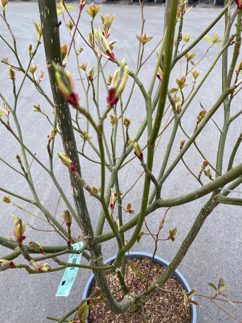 Controversa cornus