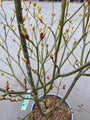 Controversa cornus
