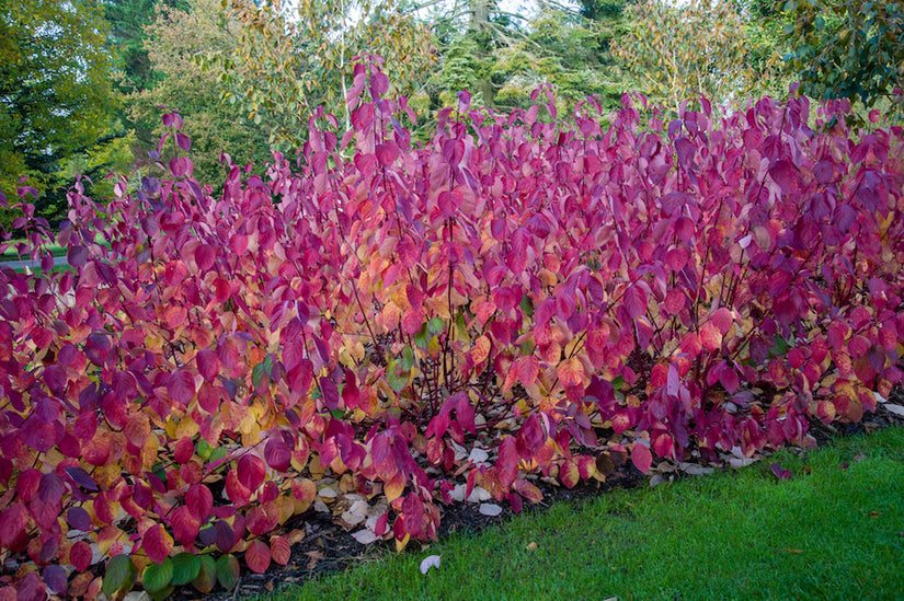 Witte kornoelje - Cornus alba 'Sibirica'