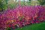 Witte kornoelje - Cornus alba 'Sibirica'