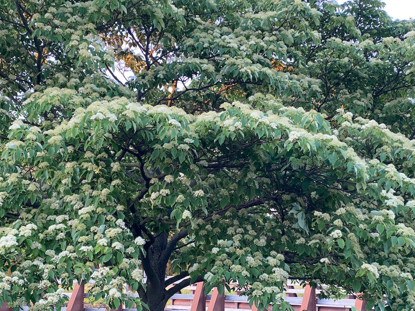 Cornus Controversa - reuzenkornoelje