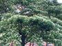 Cornus Controversa - reuzenkornoelje