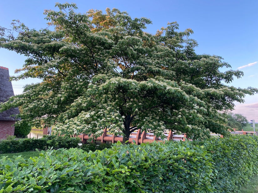Cornus controversa - volwassen hoogte 6 meter