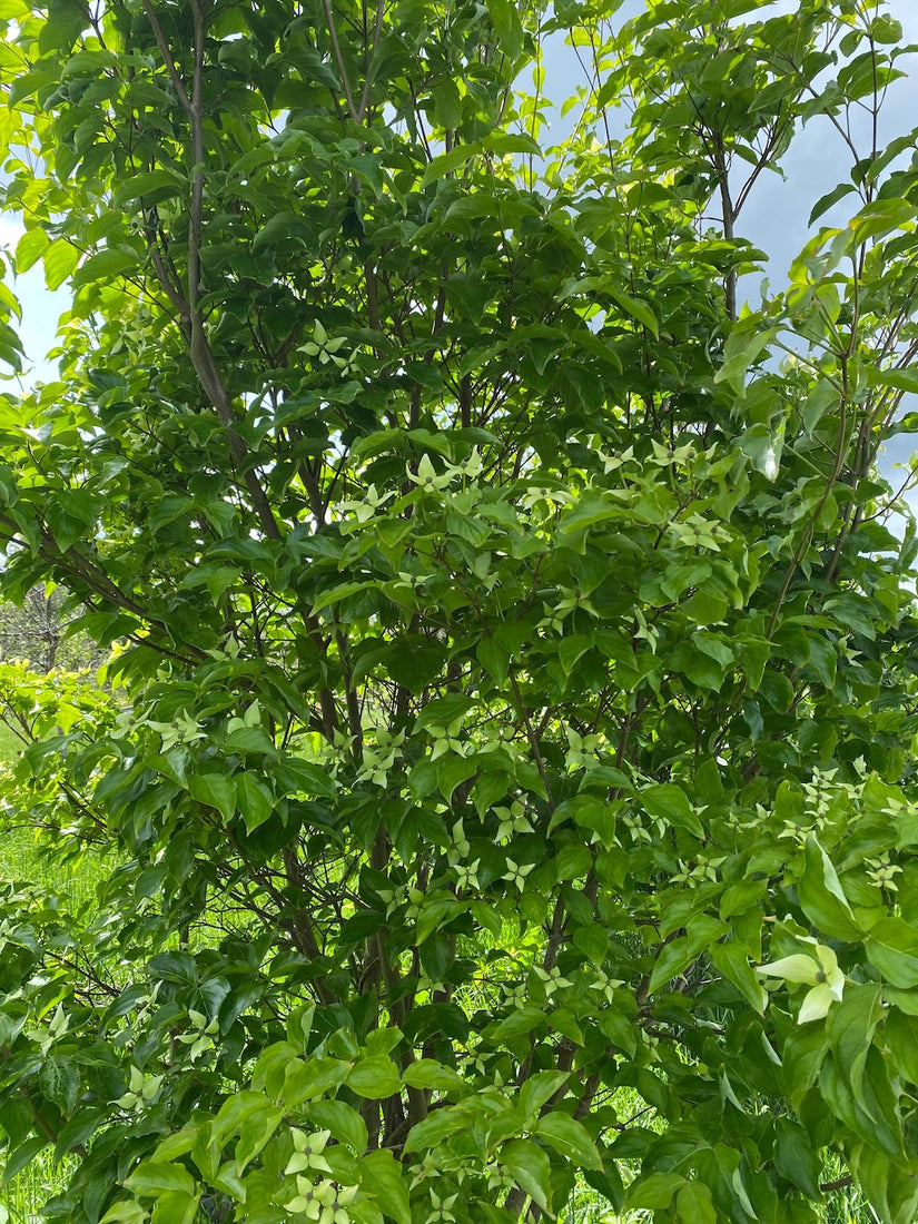 Heester Japanse grootbloemige kornoelje Cornus kousa 'Milky Way'