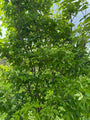 Heester Japanse grootbloemige kornoelje Cornus kousa 'Milky Way'