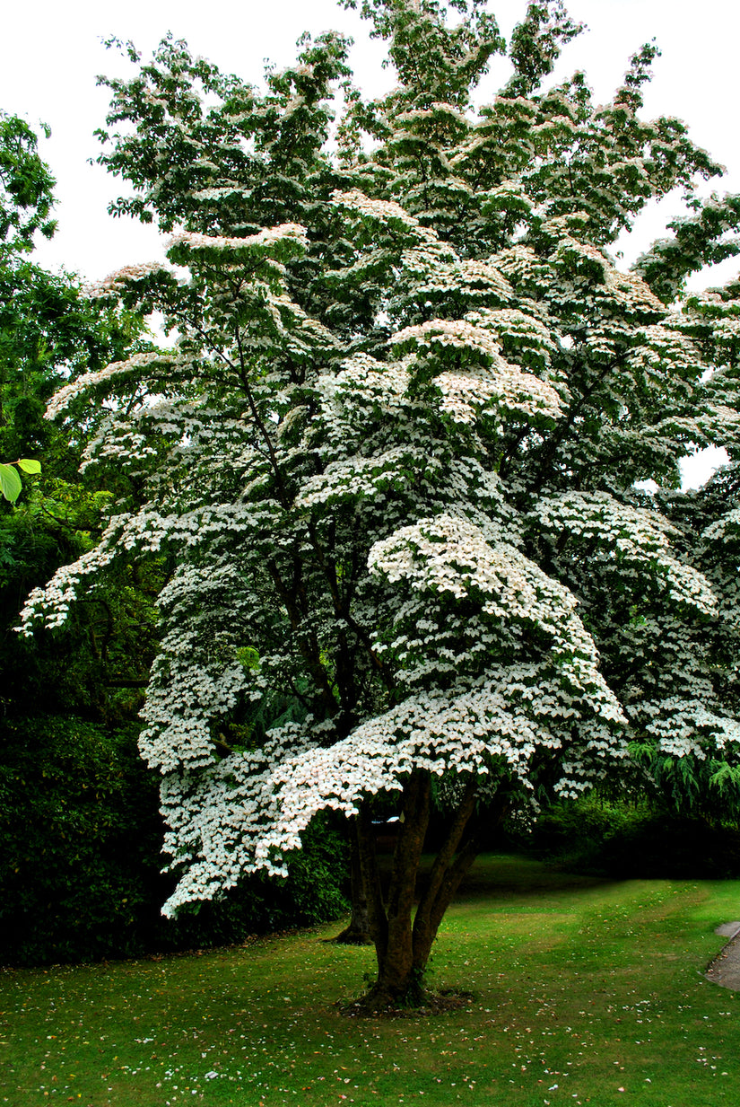 Japanse grootbloemige kornoelje boom