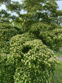 Cornus kousa 'Milky Way'