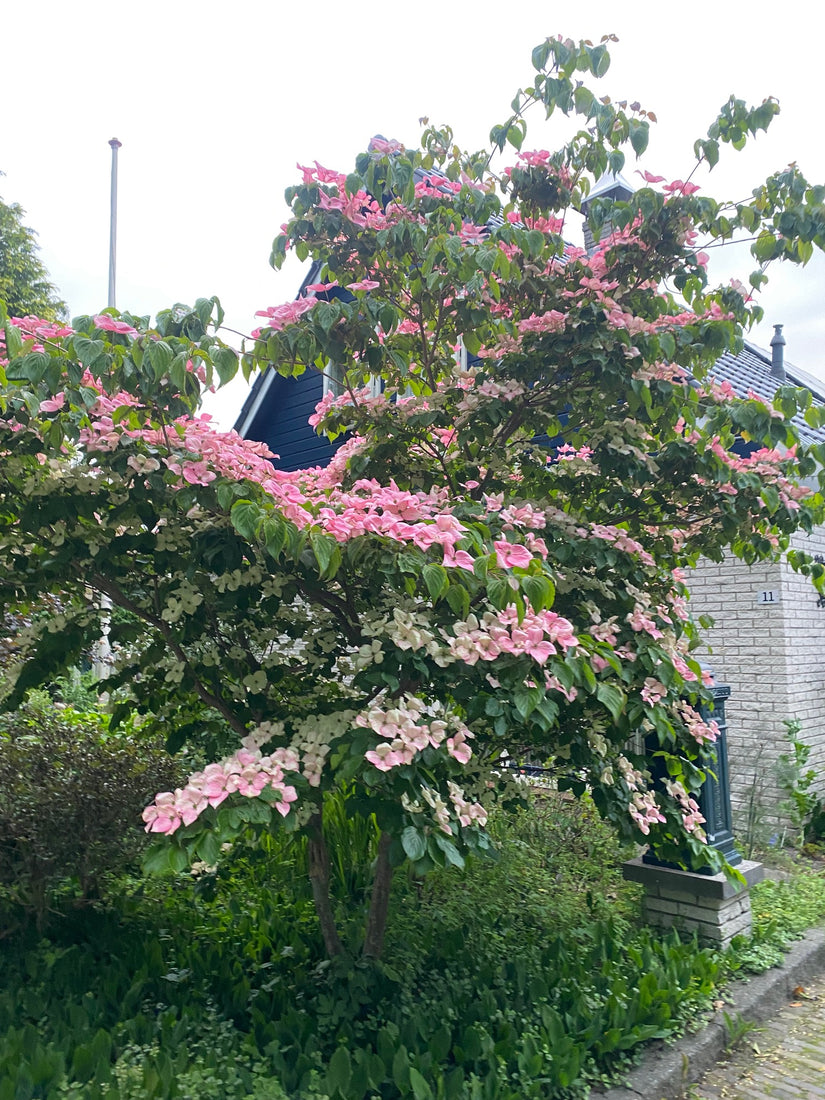 Cornus kousa satomi roze bloei