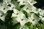 cornus kousa bloemen