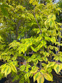 cornus-kousa-sunset-bladeren.jpg