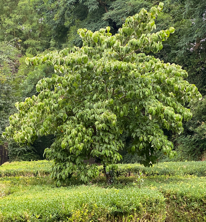 cornus kousa