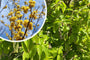 Gele Kornoelje - Cornus mas - Gele bloemen