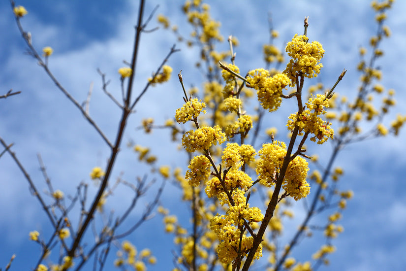 cornus-mas-struik.jpg